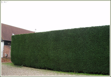 Hedge Reduction and Trimming image 260003414
