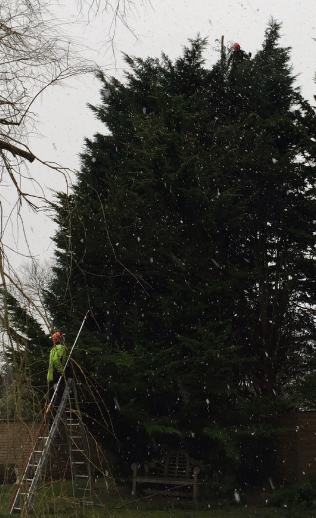 treefellasuk tree surgery Ipswich Suffolk Image