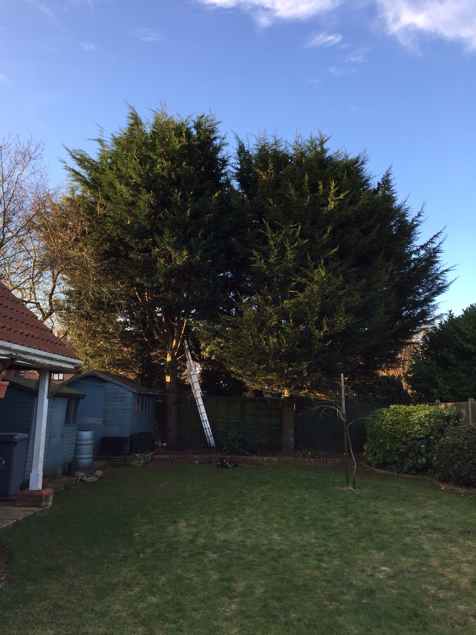 Conifer felling Drayton Norwich Image