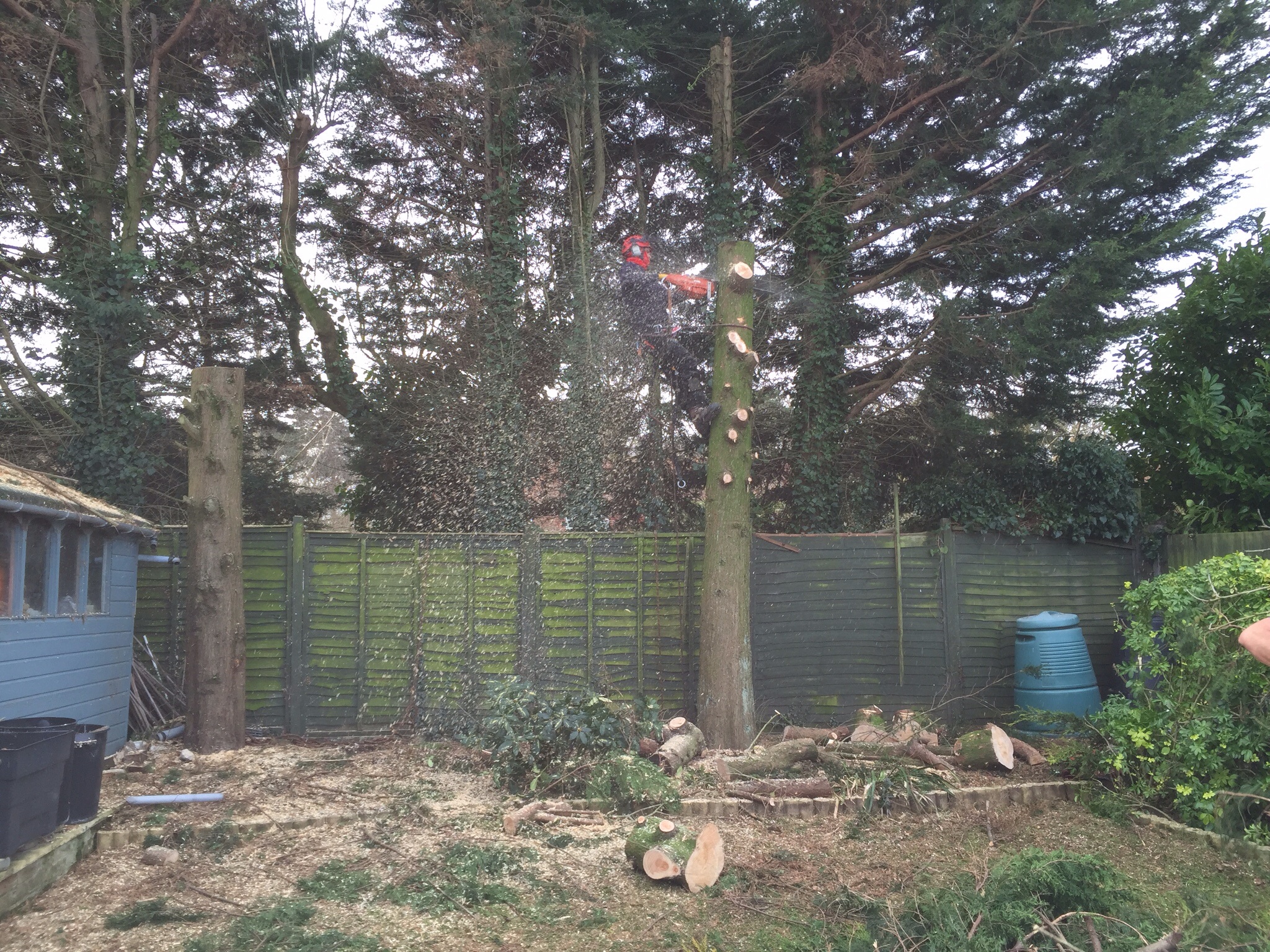 Conifer felling Drayton Norwich Image