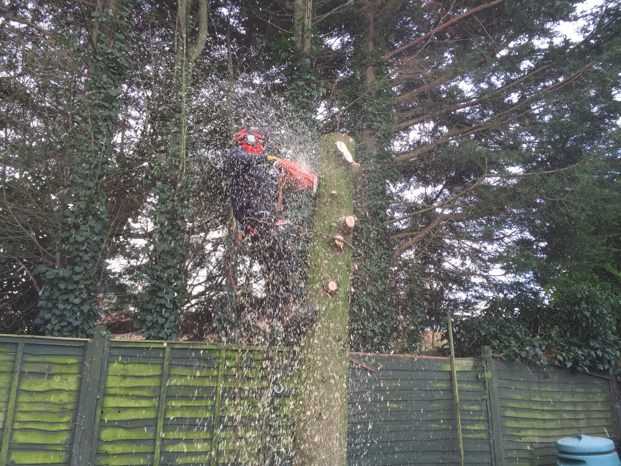 Conifer felling Drayton Norwich Image