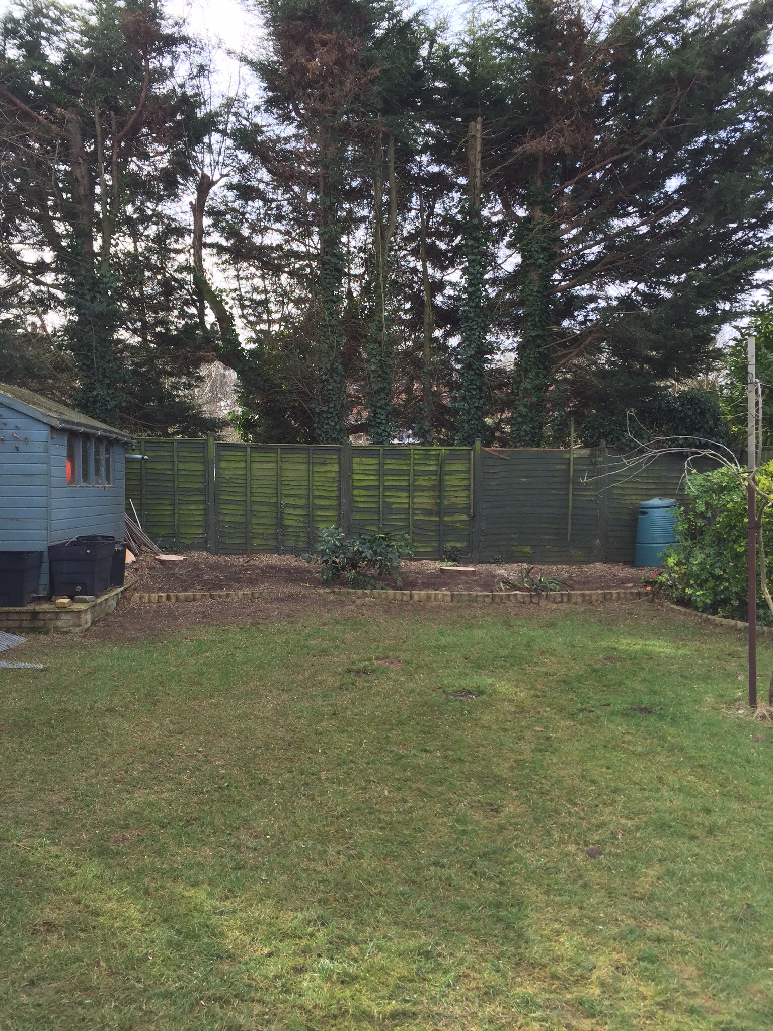 Conifer felling Drayton Norwich Image