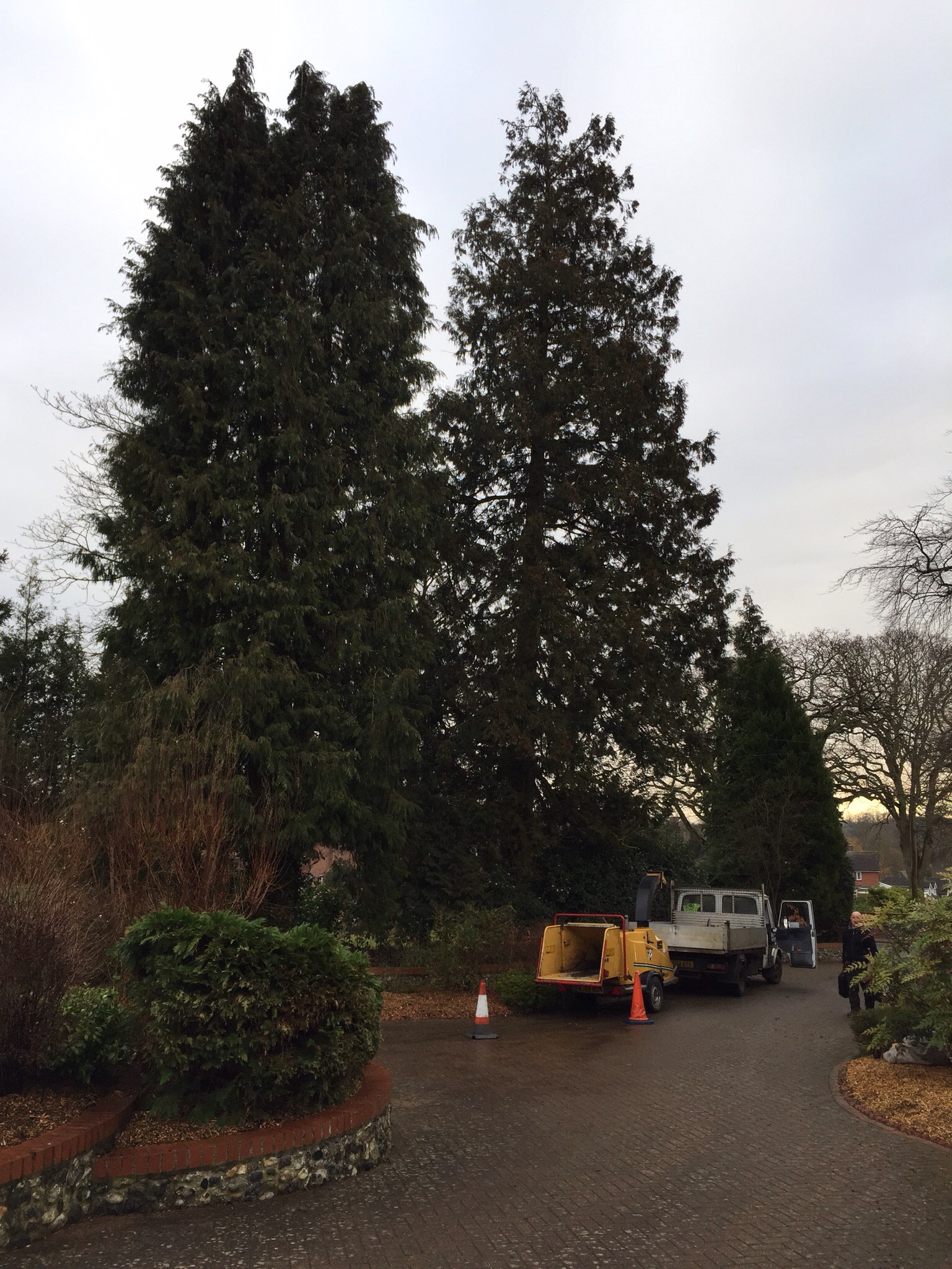 Tree surgery Norwich. Felling conifers in Cringleford. Image