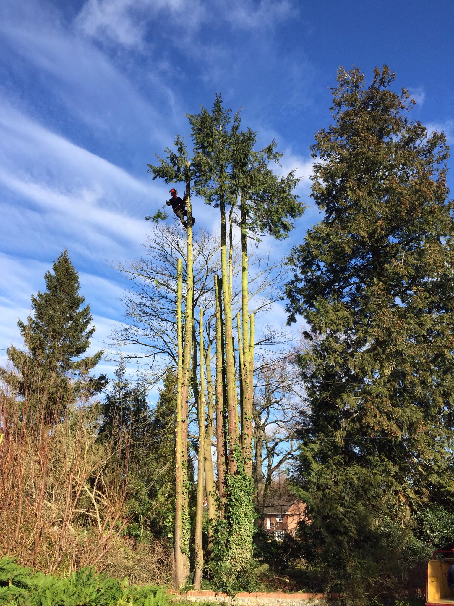Tree surgery Norwich. Felling conifers in Cringleford. Image