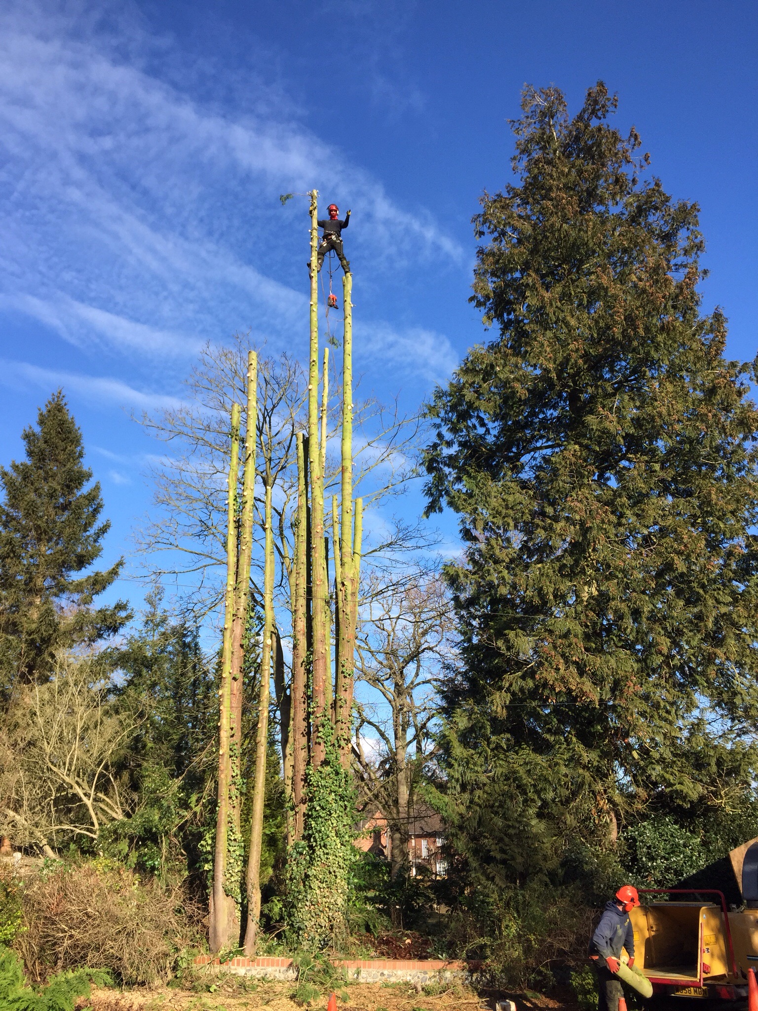 Tree surgery Norwich. Felling conifers in Cringleford. Image