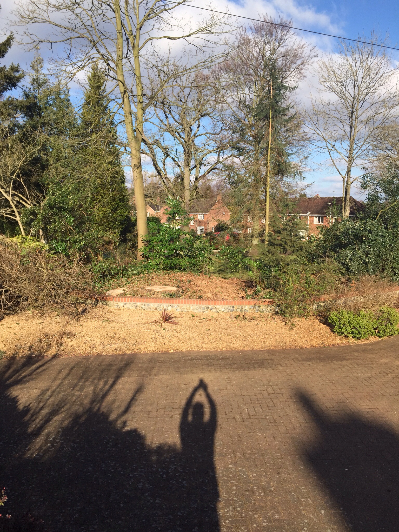 Tree surgery Norwich. Felling conifers in Cringleford. Image