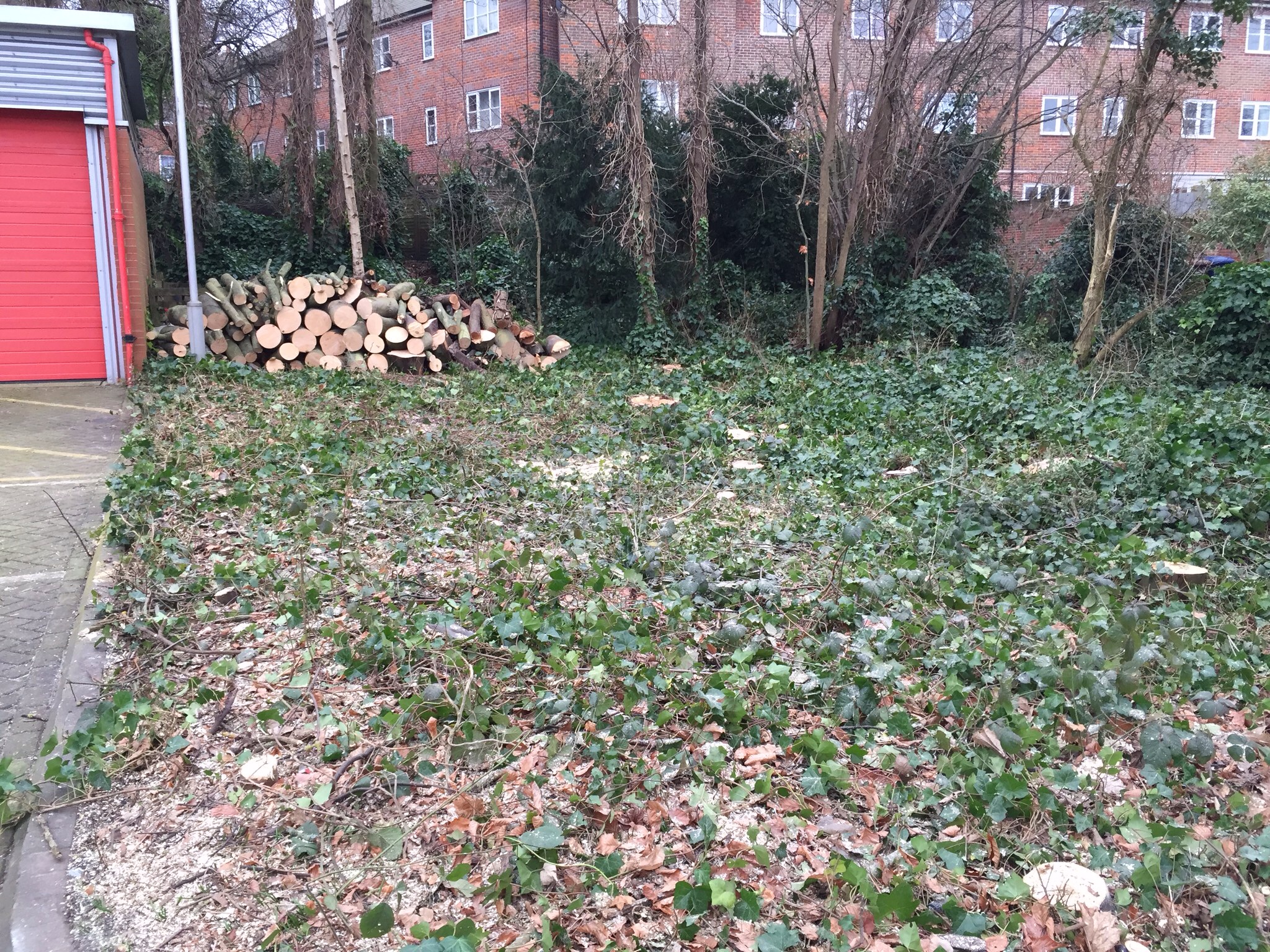 Tree surgery site clearance Bury St Edmunds  Image