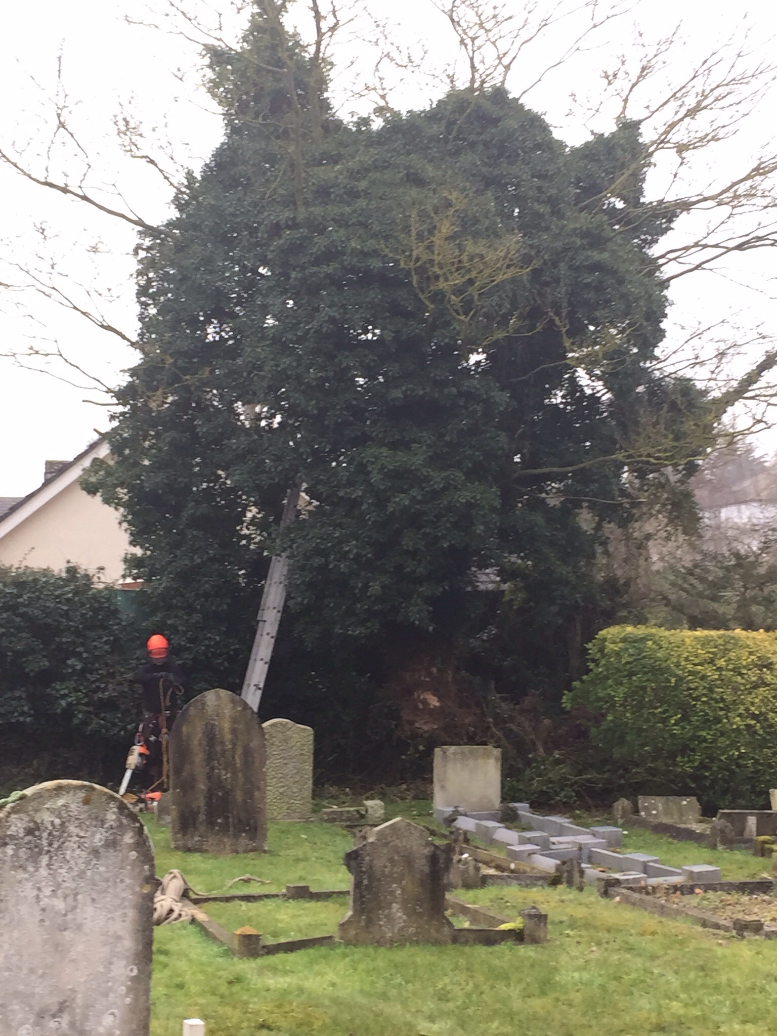 Tree felling Rickinghall  Image