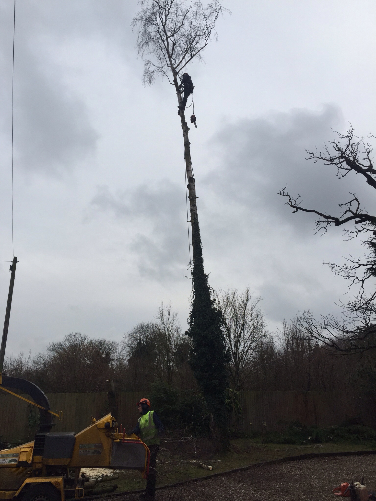 Tree surgery Hethersett Norfolk  Image
