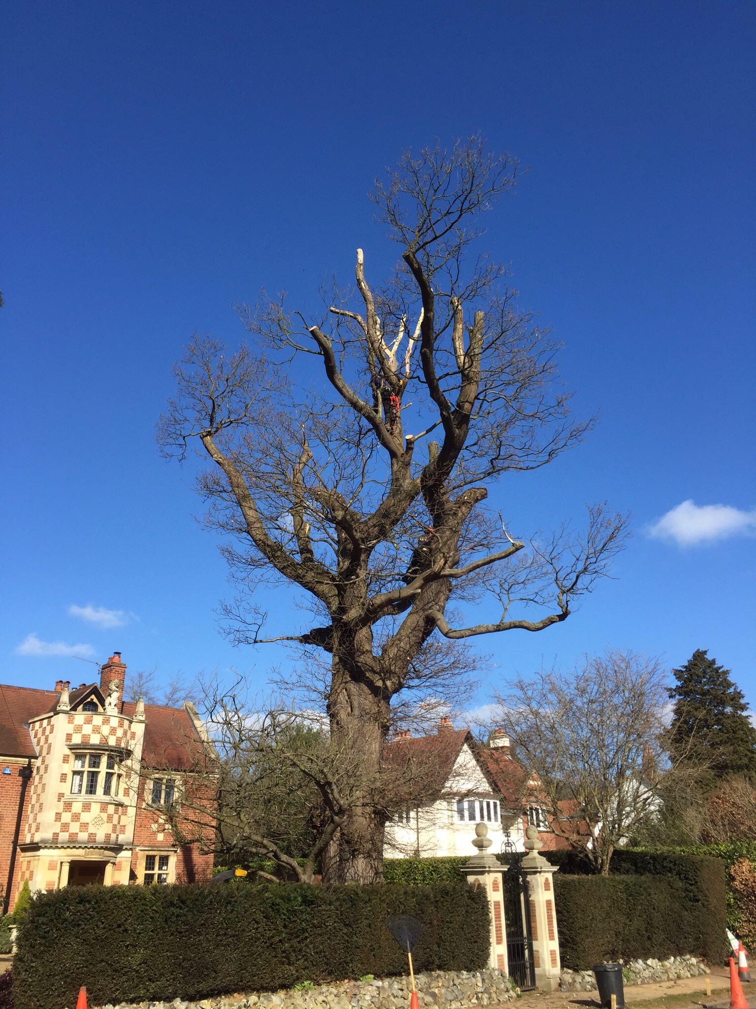 Cherry pollards and deadwooding in Cringleford Norwich. Image
