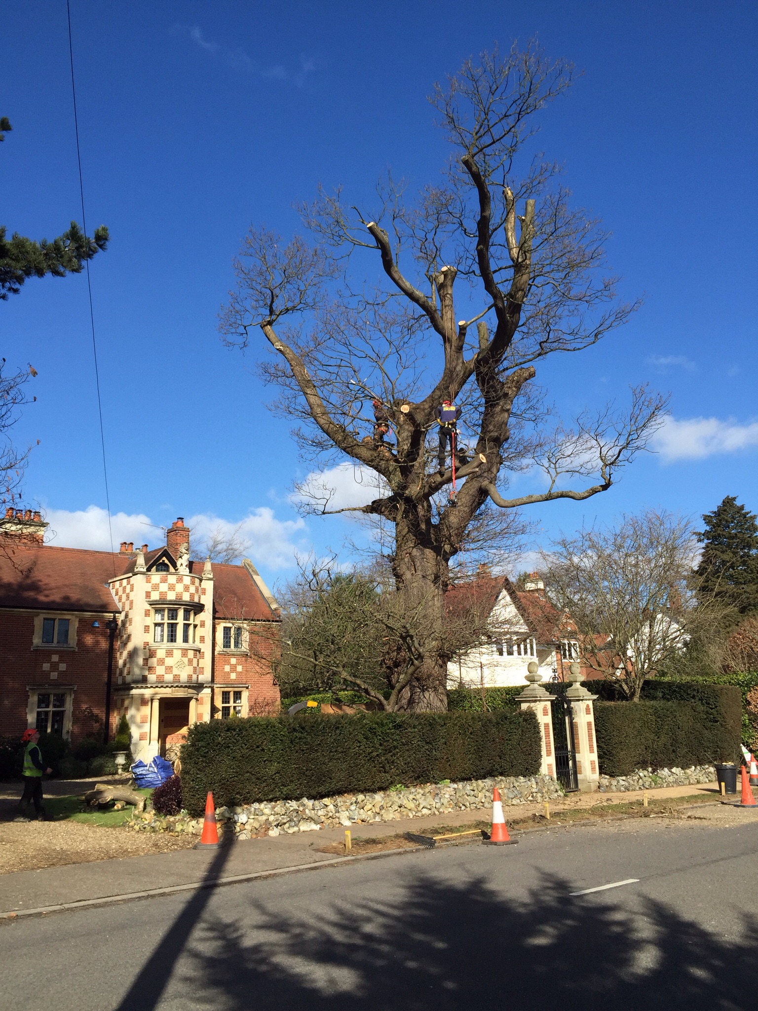 Cherry pollards and deadwooding in Cringleford Norwich. Image