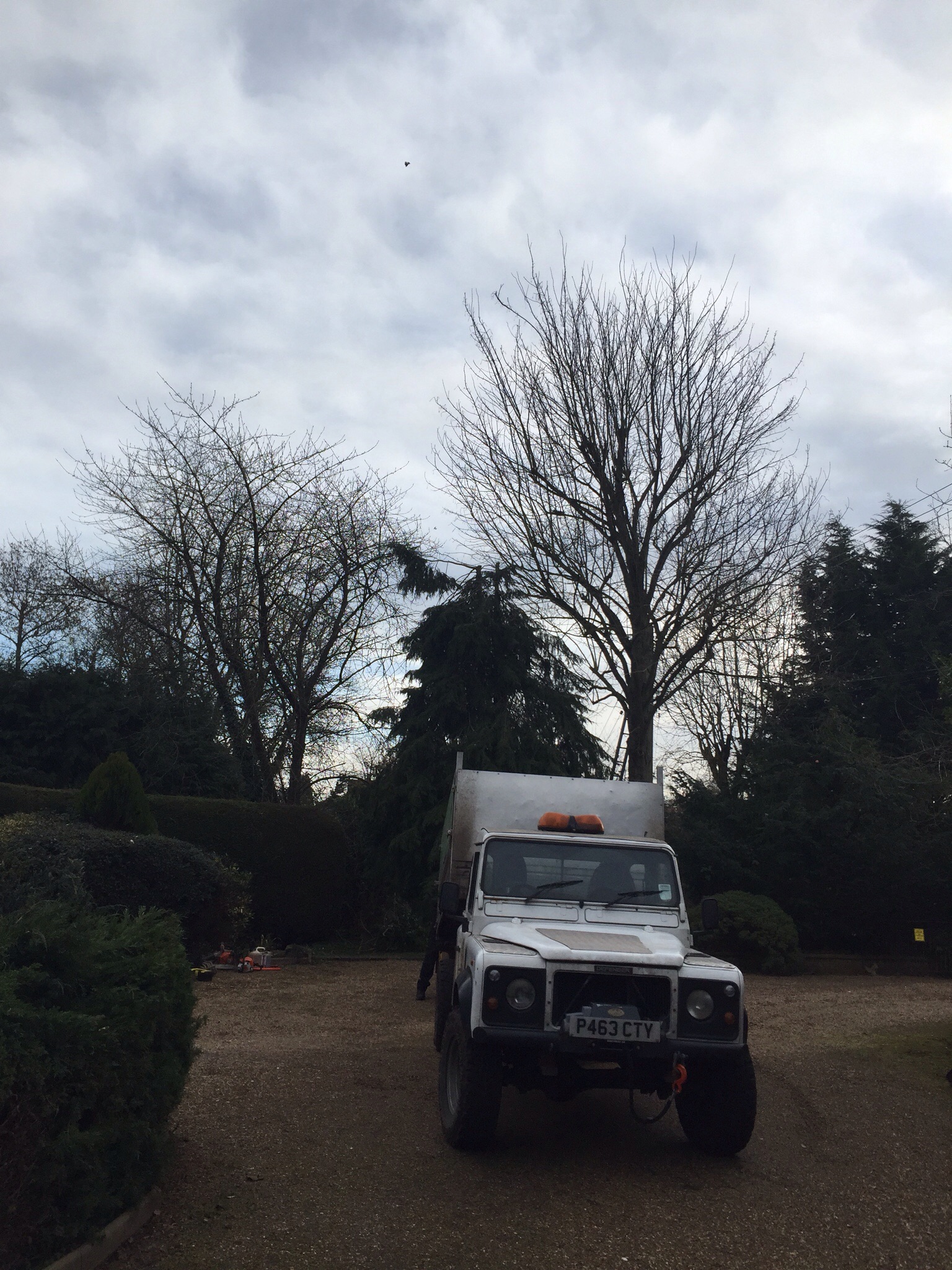 Tree surgery Burston Norfolk  Image