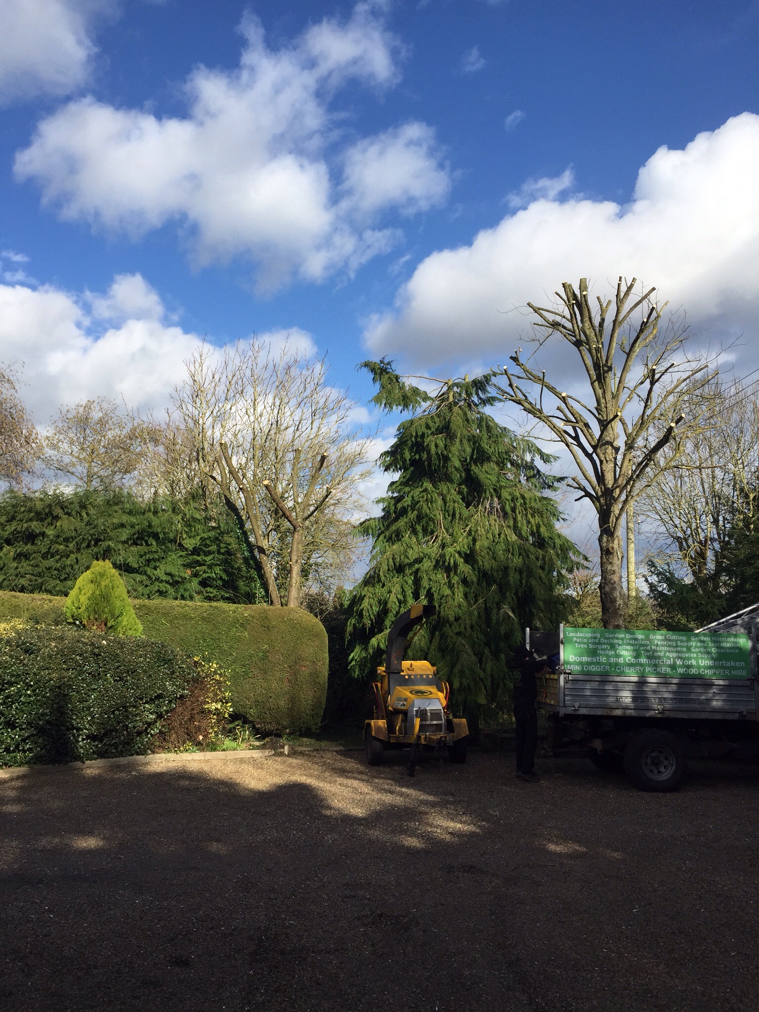 Tree surgery Burston Norfolk  Image