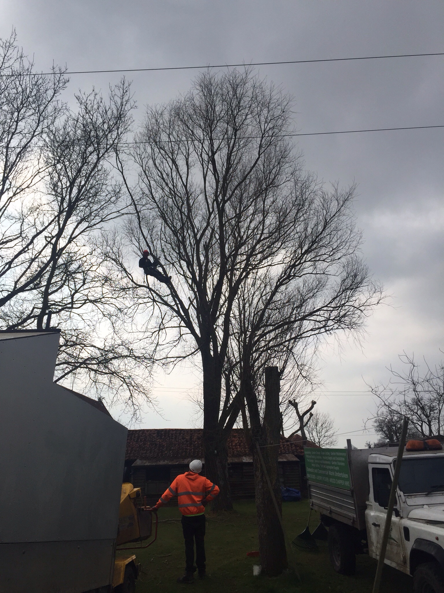 Willow reduction tree surgery Pulham St Mary. Image