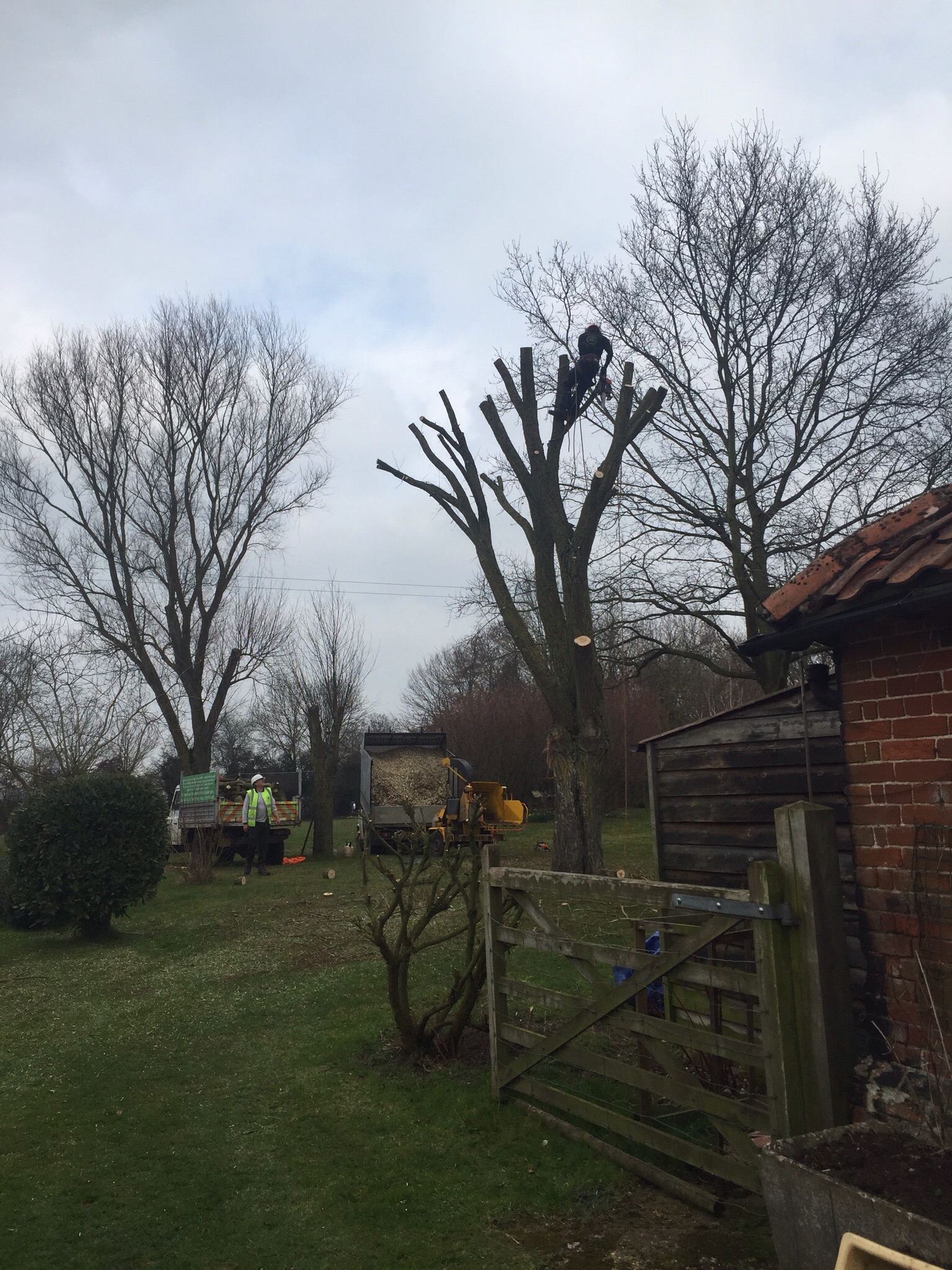 Willow reduction tree surgery Pulham St Mary. Image