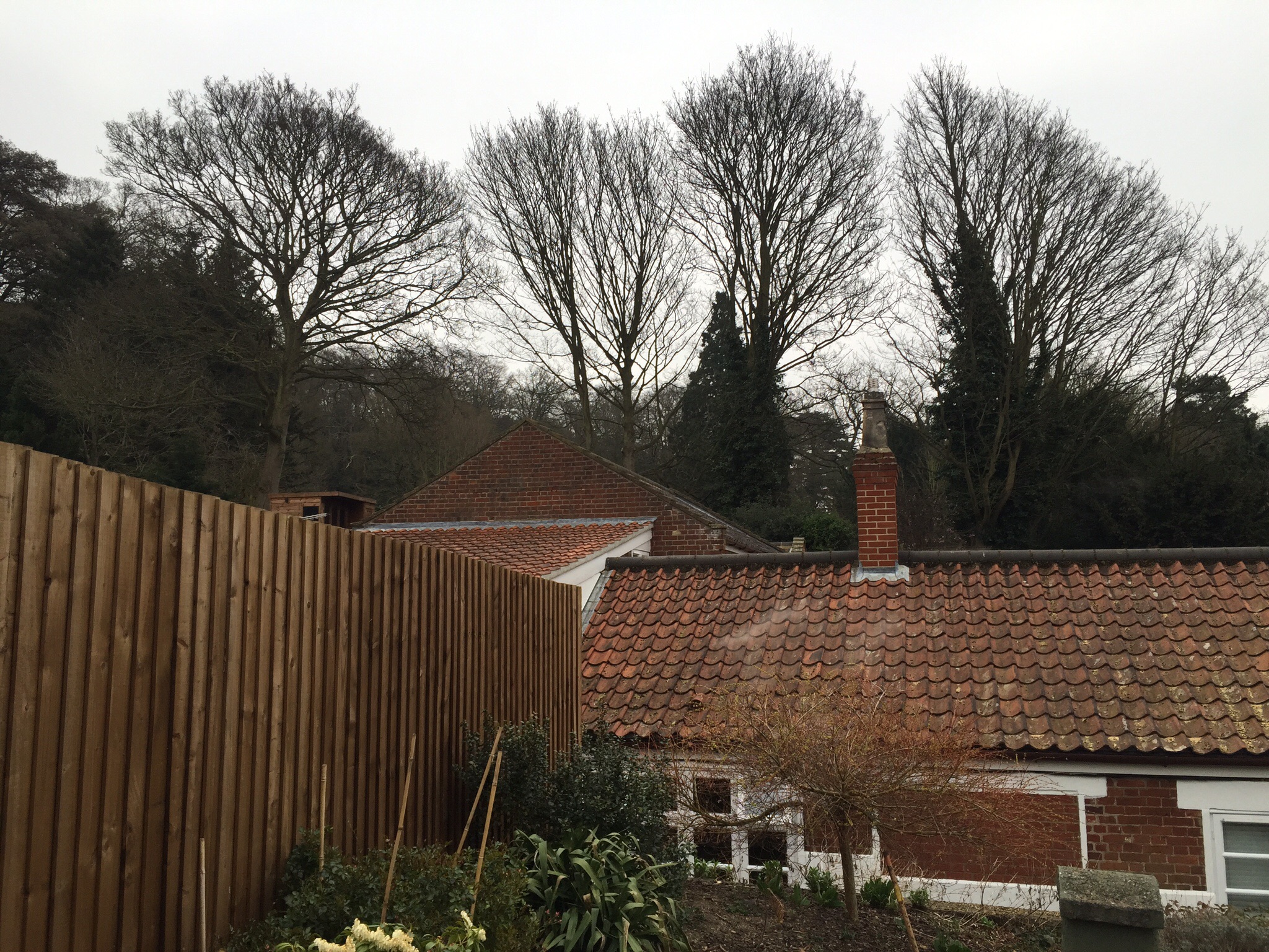 Sycamore reductions Thorpe, Norwich, Norfolk  Image