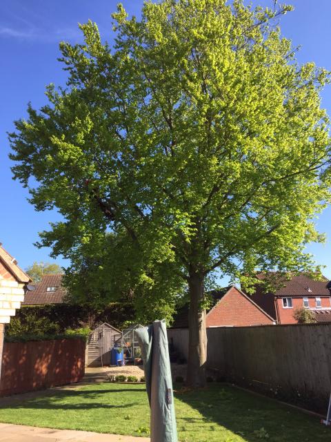 mature beech tree that has outgrown the space its in.02